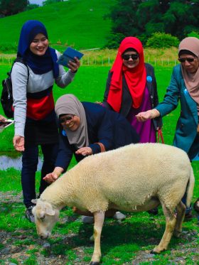 New Zealand North + South Island European Halal Tours