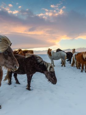 Mystical Iceland Aurora + Whale Hunting European Halal Tours